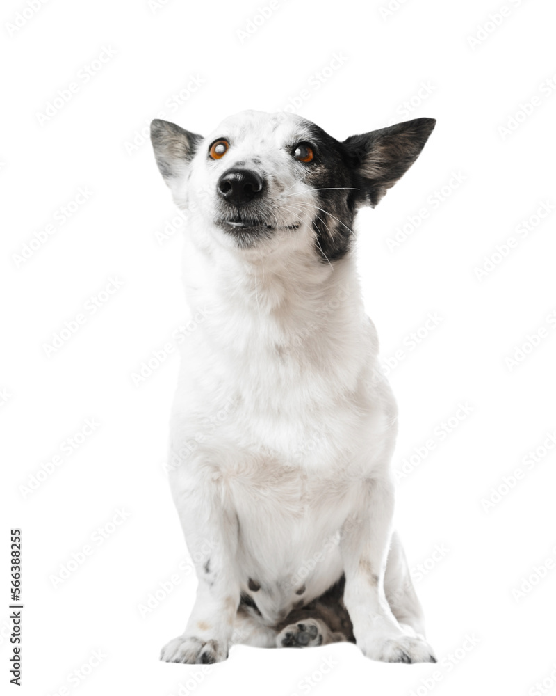 Portrait of an adorable small black and white dog, isolated on white, copy space on the left.