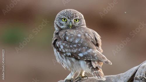 Bird Little owl in natural habitat Athene noctua close up. Bird shakes its feathers. photo