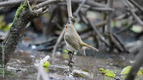 Garden Birds. Robin Erithacus rubecula in the wild. Songbird.