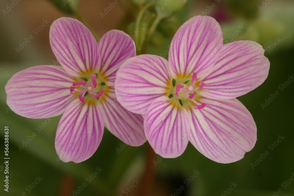 Spring beauty flowers (Claytonia virginica), spring ephemeral Spring beauty flowers (Claytonia virginica), spring ephemeral
