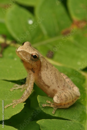 spring peeper (Pseudacris crucifer) frog on the ground