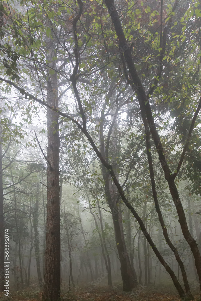 Trees in the middle of fog Trees in the middle of fog