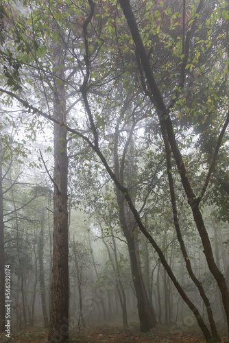 Trees in the middle of fog © Massimo