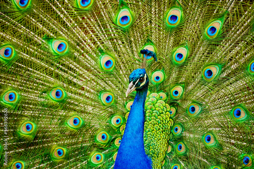 Obraz premium Male peacock with tail feathers spread out in beautiful display