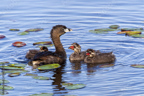 A Pied-billed Grebe and chicks swimming in the marsh