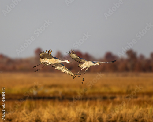 A pair of Sandhill Cranes landing in a marsh