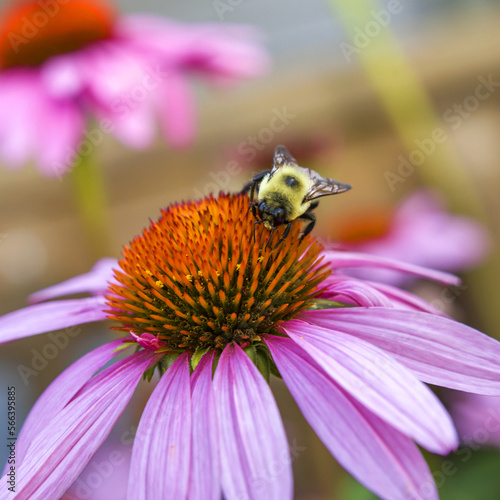 A Bee pollinating a Purple Coneflower