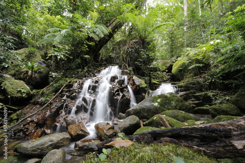 A beautiful unique waterfall from the daintree national park world herritage area queensland Australia. photo