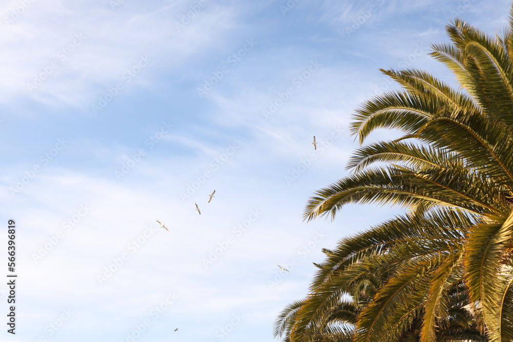 Fototapeta premium palm trees on blue sky background