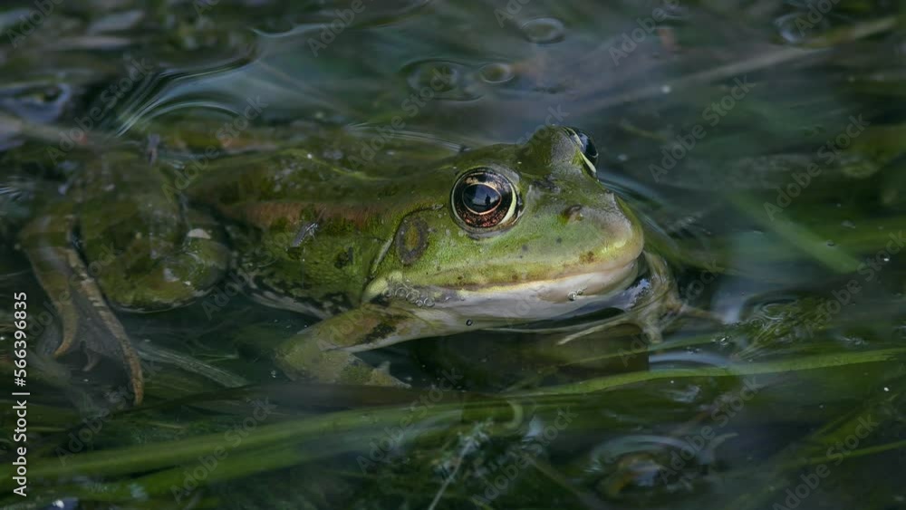 Green Marsh frog or Eurasian marsh frog (Pelophylax ridibundus) half submerged amid water surface distortions caused by surface tension film. Green Marsh frog or Eurasian marsh frog (Pelophylax ridibundus) half submerged amid water surface distortions caused by surface tension film.