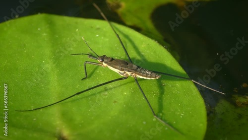 Wallpaper Mural Common pond skater or common water strider (Gerris lacustris) on a leaf of an aquatic plant, side view, super macro. Torontodigital.ca