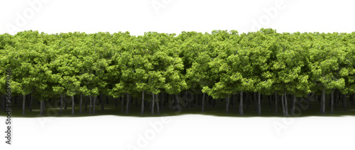 forest line with shadows under the trees, isolated on white background, 3D illustration, cg render © vadim_fl