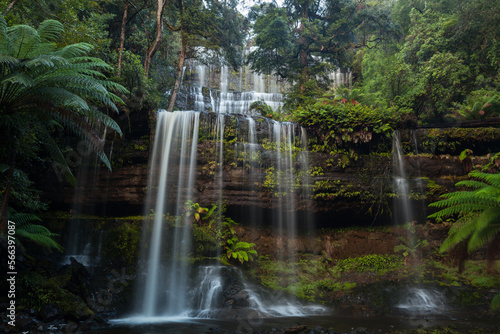 The iconic Russell Falls during spring flow  Tasmania  Australia. Mount Field National Park