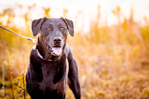 Happy Black Lab