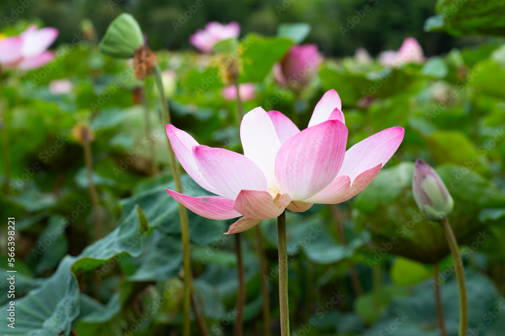 Pink lotus flower blooming in pond with green leaves