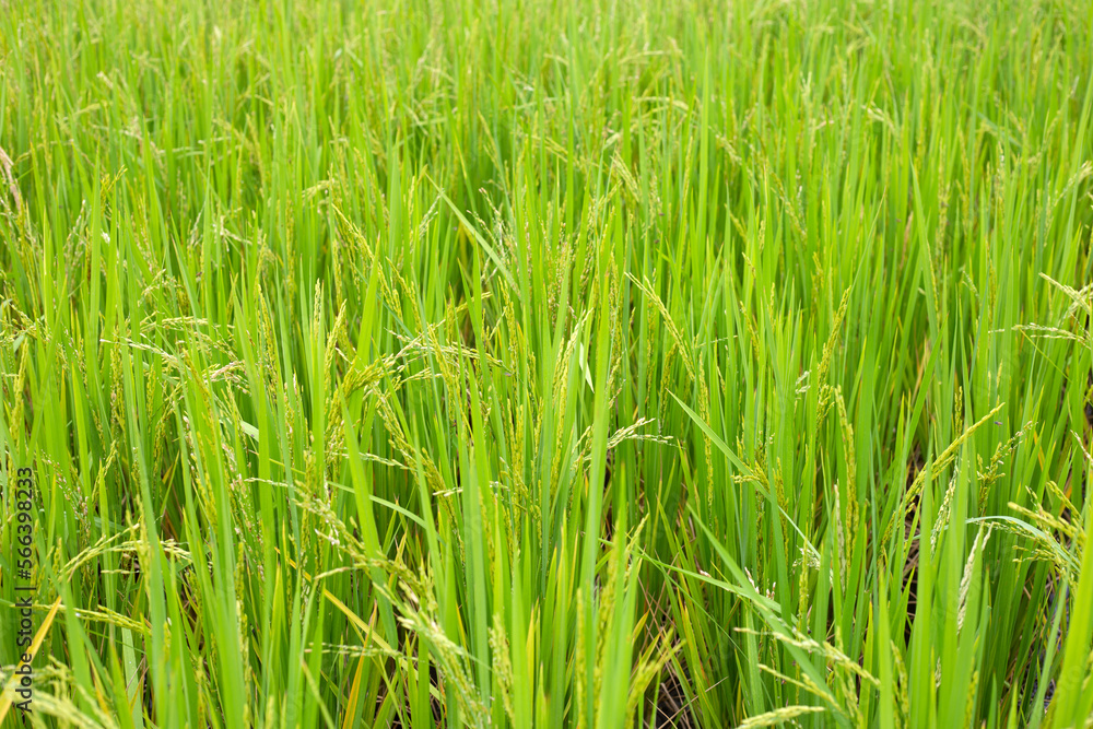 Rice plant in rice field. Rice plant in rice field.