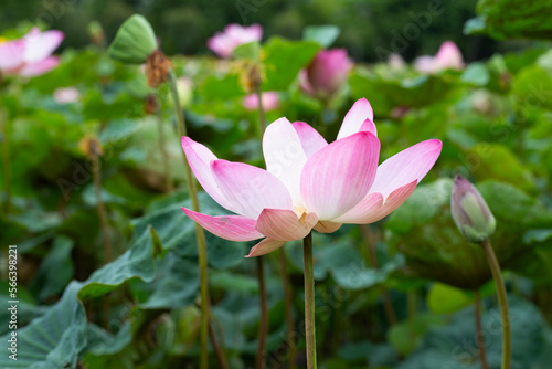 Pink lotus flower blooming in pond with green leaves