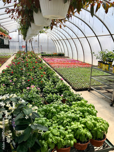 greenhouse with plants