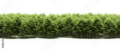 forest line with shadows under the trees, isolated on transparent background, 3D illustration, cg render © vadim_fl