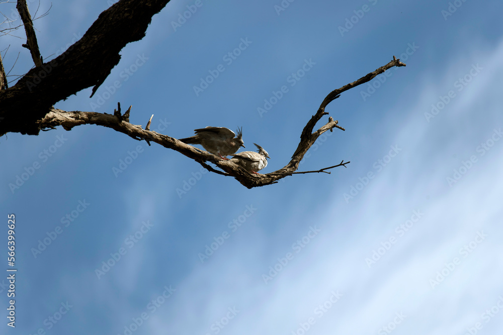 Crested Pigeon (Ocyphaps lophotes) Crested Pigeon (Ocyphaps lophotes)