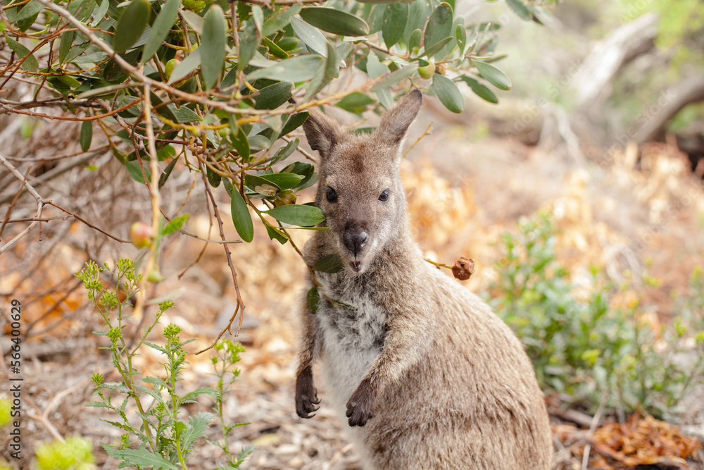 Bennett's wallaby at Freycinet-Nationalpark - Tasmania - Macropus rufogriseus, also red-necked wallaby, medium-sized macropod marsupial, common in eastern Australia, Tasmania. Bennett's wallaby at Freycinet-Nationalpark - Tasmania - Macropus rufogriseus, also red-necked wallaby, medium-sized macropod marsupial, common in eastern Australia, Tasmania.