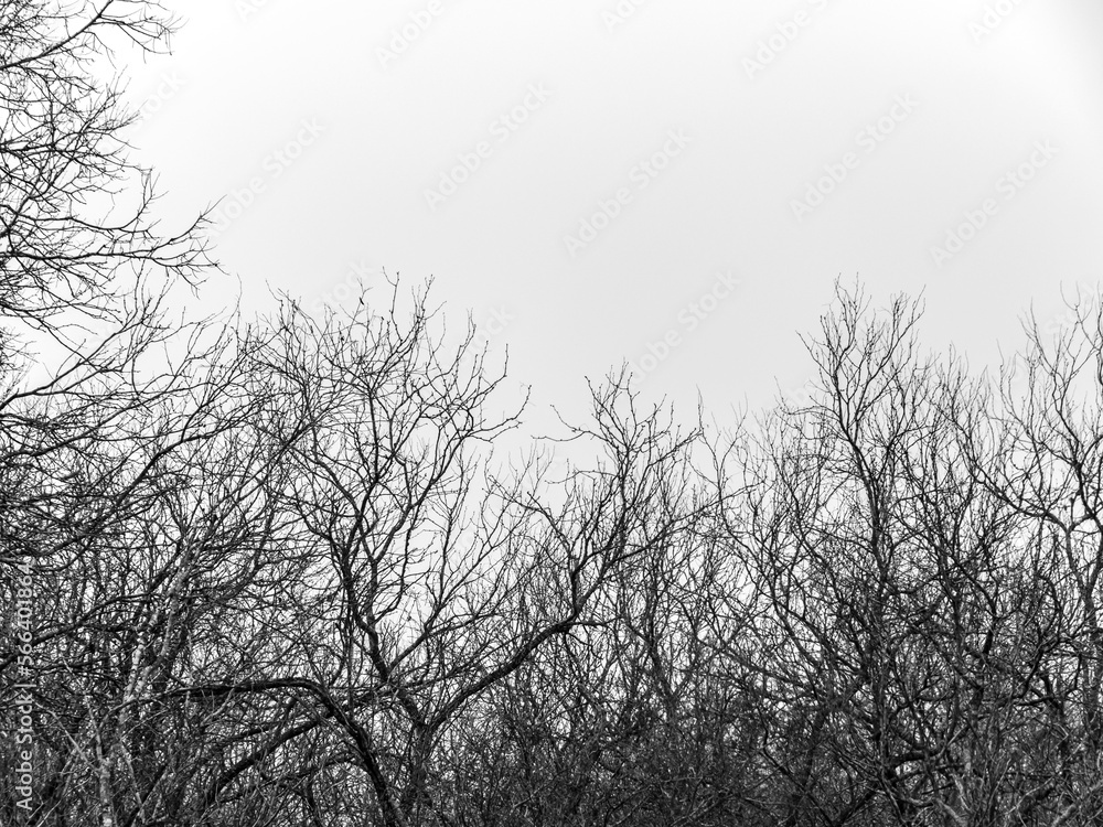 Tree branches on a foggy day Tree branches on a foggy day