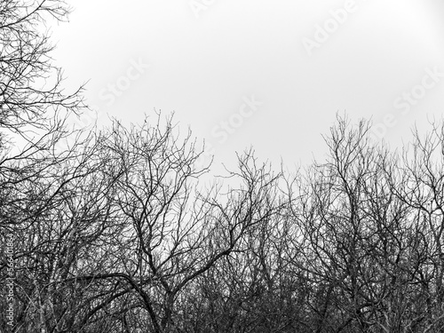 Tree branches on a foggy day