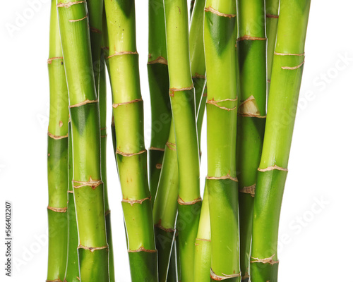 Bamboo branches isolated on white background  closeup