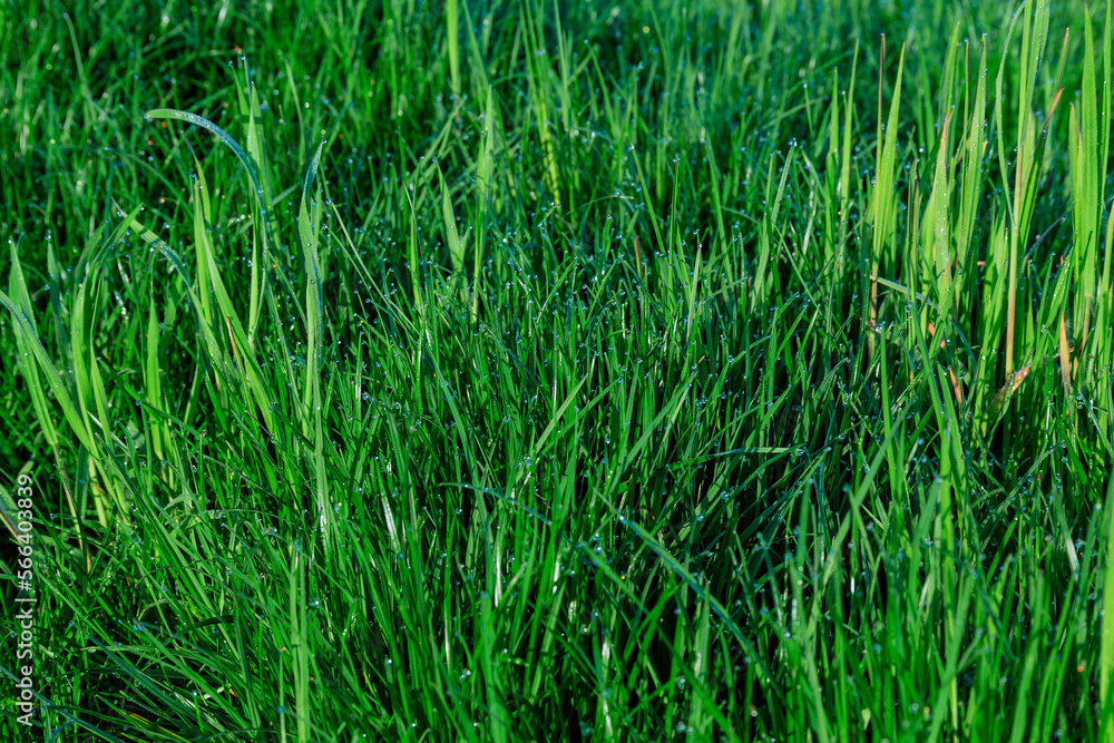 Green grass is covered with dew. Green natural background from grass. Green grass is covered with dew. Green natural background from grass.