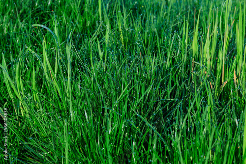 Green grass is covered with dew. Green natural background from grass.