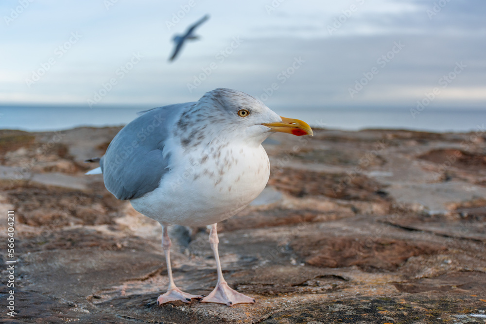 A seagull walks along a stone pier on the North Sea coast in the UK.