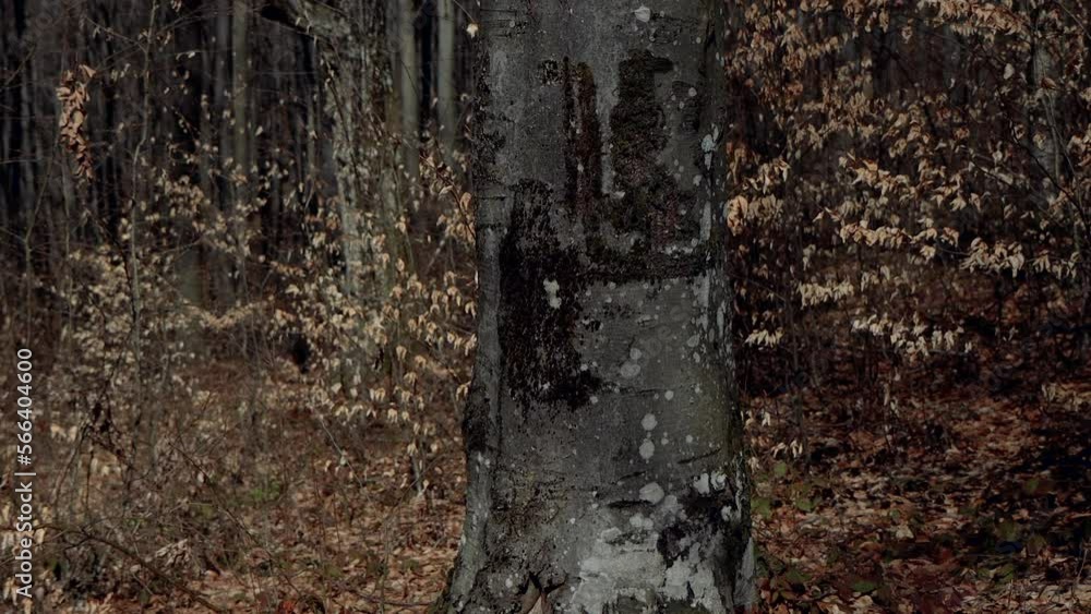 Gray, brown tree bark. Spring in the forest. The bark of the tree is gnawed by animals. There are no leaves on the trees. Beautiful tree bark. Grey, gloomy forest. Gray, brown tree bark. Spring in the forest. The bark of the tree is gnawed by animals. There are no leaves on the trees. Beautiful tree bark. Grey, gloomy forest.