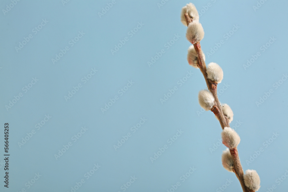 Beautiful pussy willow branch on blue background Beautiful pussy willow branch on blue background