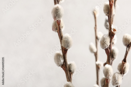 Pussy willow branches on white blurred background
