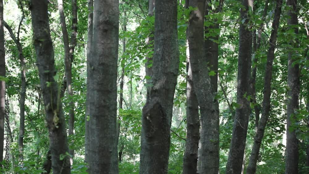 Tall green tree trunk with fresh foliage in summer forest, park, woodland, woods at sunny day. A maple grove. A footpath on the nature. A landscape, picturesque walkway. Nature wallpaper Tall green tree trunk with fresh foliage in summer forest, park, woodland, woods at sunny day. A maple grove. A footpath on the nature. A landscape, picturesque walkway. Nature wallpaper