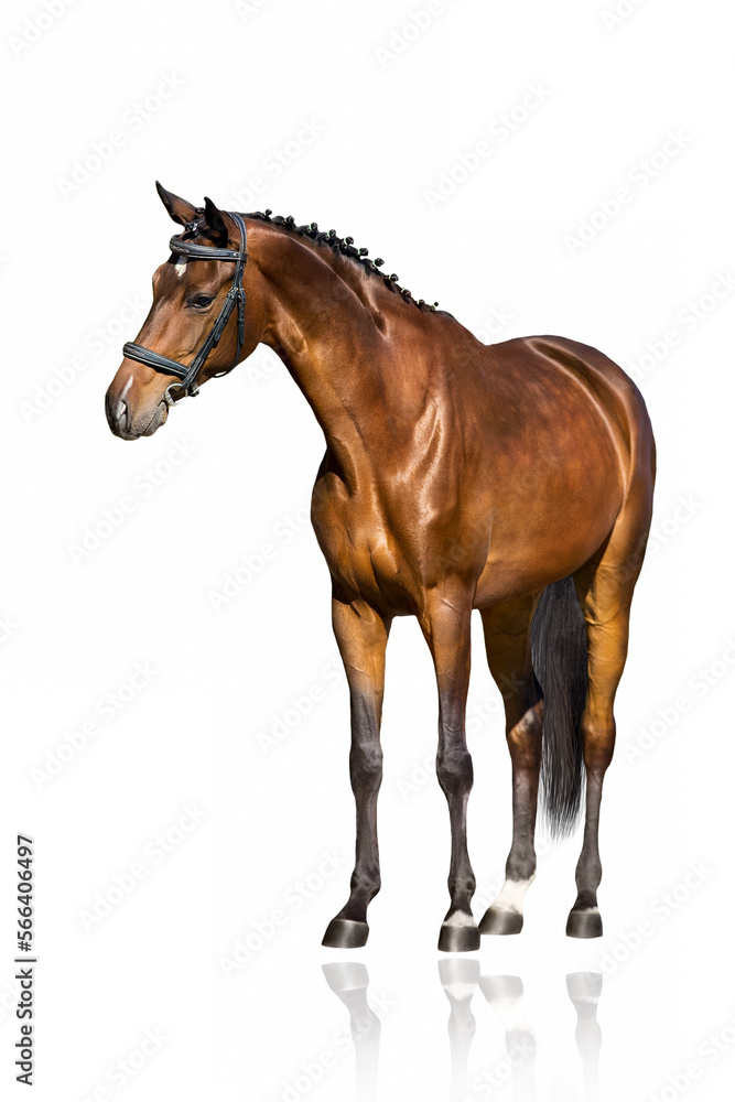 Obraz premium Horse stand isolated on white