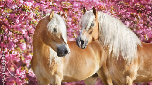 Fotografie Portrait of two  haflinger horse with sakura