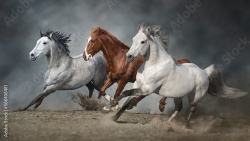 Fototapeta Naklejka Na Ścianę i Meble -  Horse herd run free