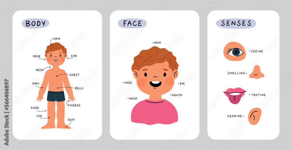 Vettoriale Stock Educational cards about children body anatomy. Kid face  part and senses. Child anatomy, body parts: leg, head, arm, belly, neck,  fingers, eye, ear, nose. Cartoon print for preschool educational lesson
