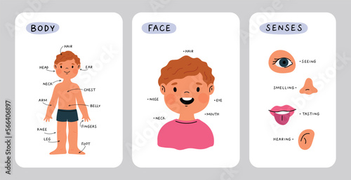 Educational cards about children body anatomy. Kid face part and senses. Child anatomy, body parts: leg, head, arm, belly, neck, fingers, eye, ear, nose. Cartoon print for preschool educational lesson