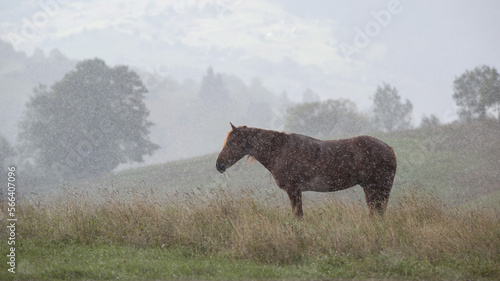 Obraz na plátně Brown horse grazing in the rain