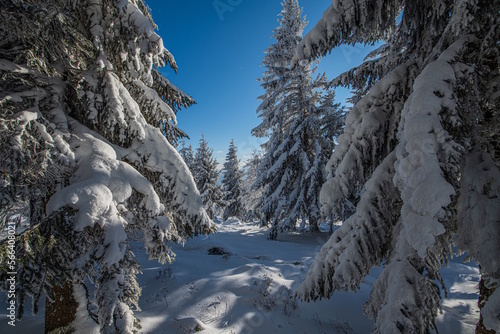 Chemin enneigé dans les Vosges entre le lac du Forlet (lac des Truites) et Gazon du Faing © Christophe LAGOCKI