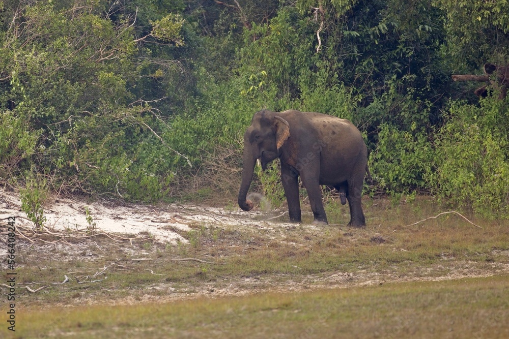Obraz premium Adult Sri lankan elephant on the road. Sri Lankan elephant (Elephas maximus maximus). Yala National Park. Sri Lanka