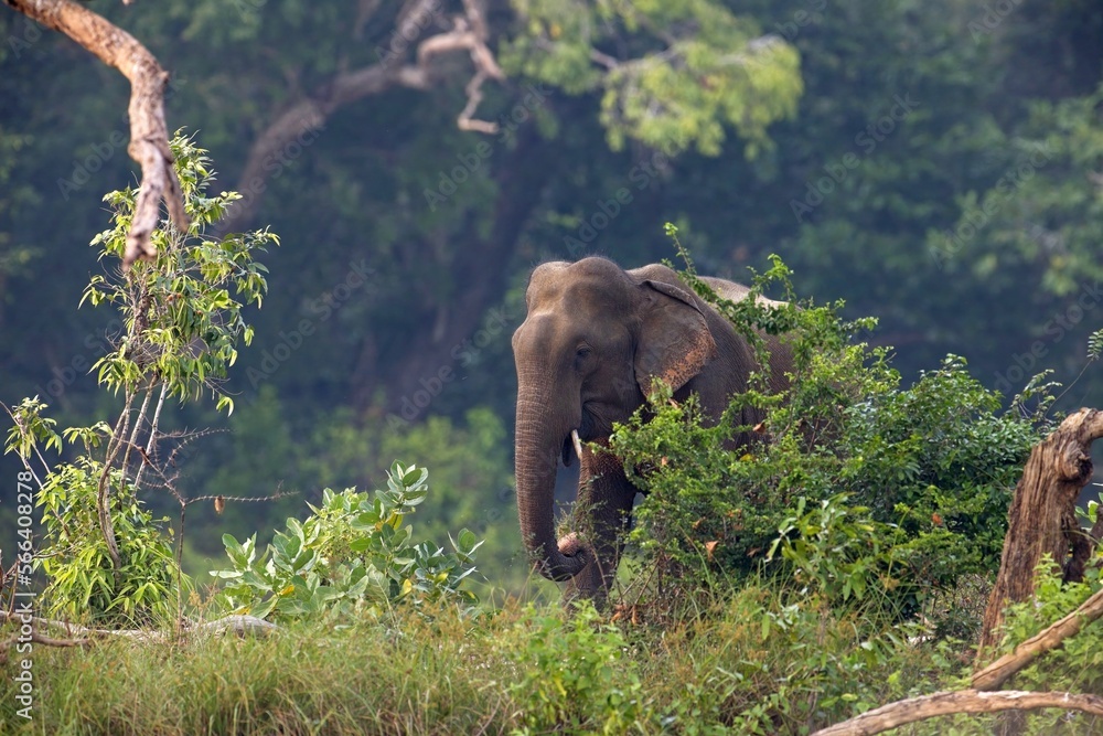 Adult Sri lankan elephant on the road. Sri Lankan elephant (Elephas maximus maximus). Yala National Park. Sri Lanka Adult Sri lankan elephant on the road. Sri Lankan elephant (Elephas maximus maximus). Yala National Park. Sri Lanka