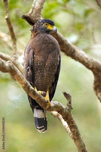 The crested serpent eagle,  (Spilornis cheela), Orlík Chocholatý , perched on tree branches, detailed closeup, Sri Lanka