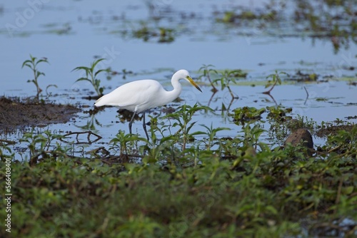 Intermediate Egret, Ardea intermedia, volavka prostřední, intermediate, median or smaller egret, or yellow-billed egret in in a rice field. photo