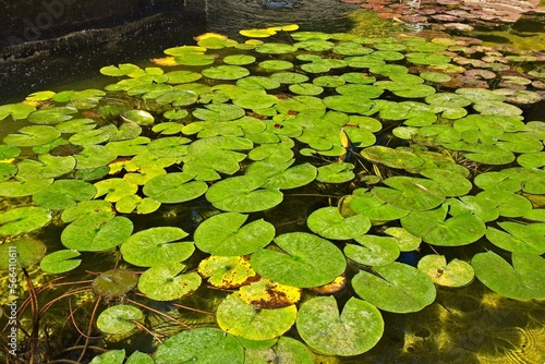 A large group of lily pads in a fountain at at the Huntington Library and Gardens, San Marino, California photo