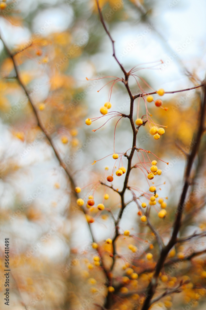 Yellow berries on a branch 