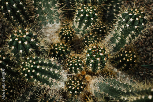 Group of spiky cactuses 