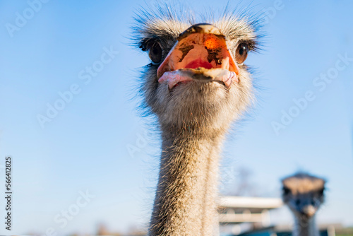 the head of an adult ostrich in close-up on a farm © de Art